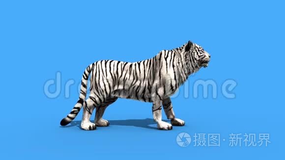 白虎吼动物侧绿屏3D渲染动画
