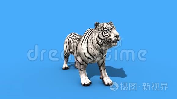 白虎吼动物正面绿屏3D渲染动画