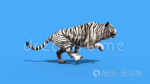 白虎跑动物循环绿色屏幕3D渲染动画