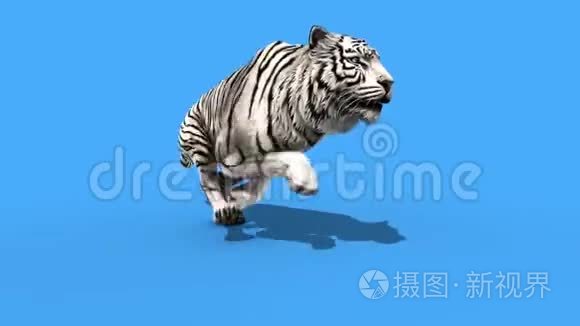 白虎跑动物循环关闭绿屏3D渲染动画