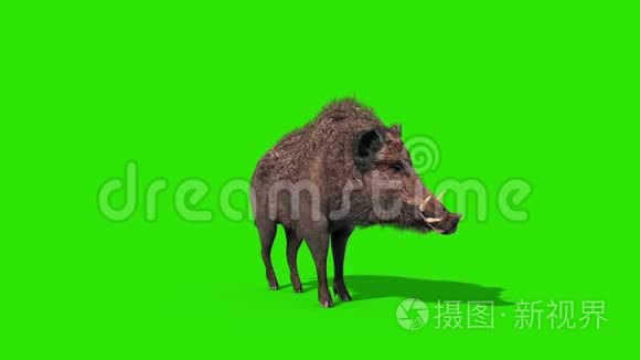 野猪拍摄绿色屏幕前三维渲染动画
