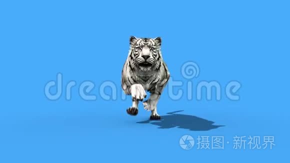 白虎跑动物前循环绿色屏幕3D渲染动画