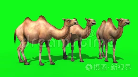 骆驼群空闲绿屏3D渲染动画