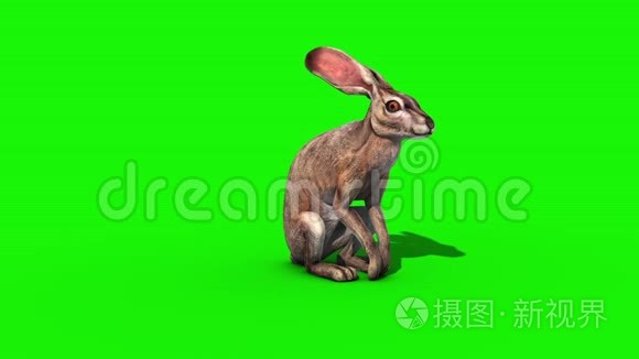 兔模正面绿屏3D渲染动画