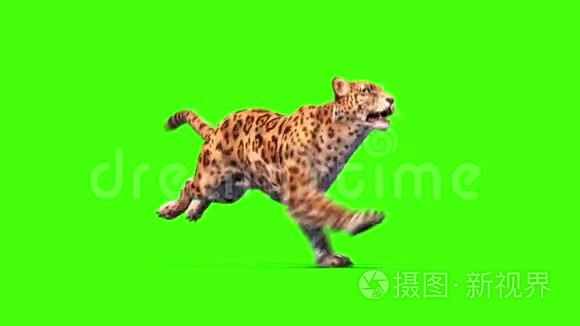 捷豹猫草环保屏幕动物3D渲染动画