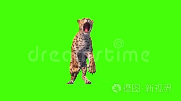 捷豹猫攻击前绿色屏幕动物3D渲染动画