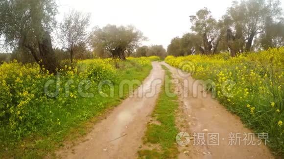 橄榄园中的泥土路，塞浦路斯冬季的雨中开花