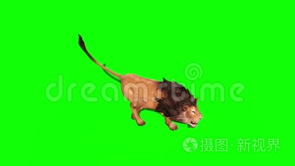 狮子跑以上循环3D渲染动画