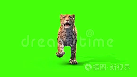 捷豹猫轮前绿色屏幕动物3D渲染动画