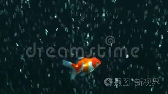 珍珠鳞金鱼视频