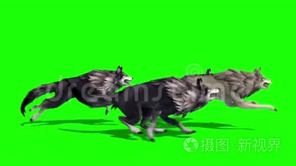 群狼在一旁奔跑,3d渲染绿幕动物短视频