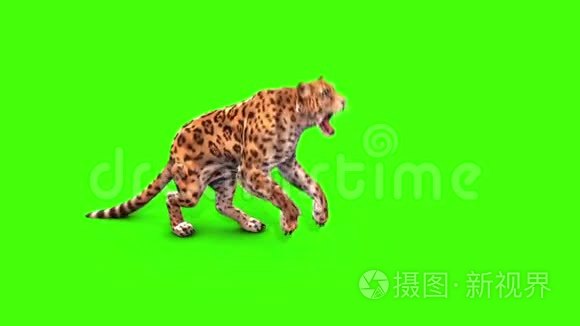 捷豹猫攻击侧绿色屏幕动物3D渲染动画