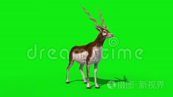 印度羚羊闲置绿屏3D渲染动画