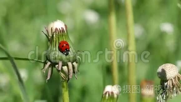 瓢虫靠近点视频