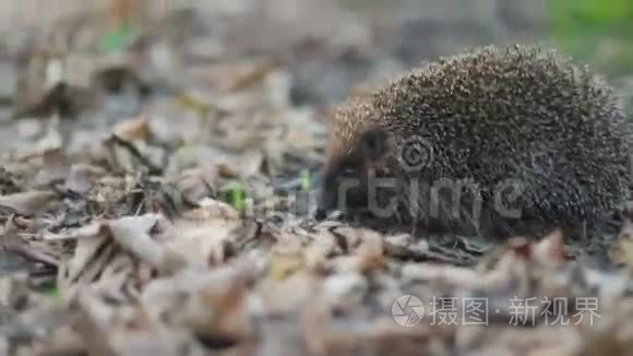 美丽的森林刺猬偷偷地摸鼻子，试图感受周围的大自然的味道，稳定的凸轮，缓慢的运动