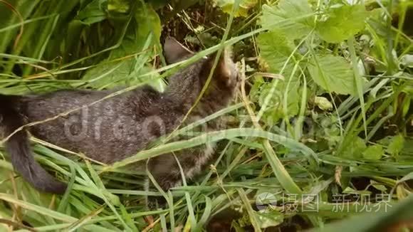 一只灰色的小野猫猫在森林里的高草中淹死了短视频