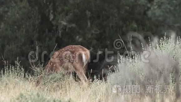 斑点小鹿和妈妈走在镜头外视频