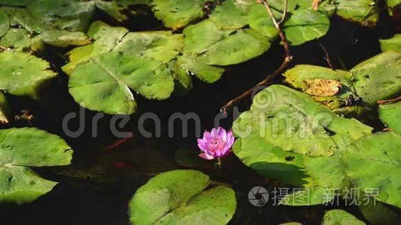 一组美丽的莲花，在沼泽中呈现出生动的粉红色