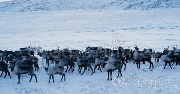 北极山脉的景色。 鸟瞰成群的驯鹿，它们在冻土带的雪地上奔跑。 4k. 动作缓慢。