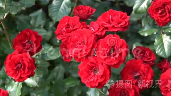 春天公园花坛上的红玫瑰视频