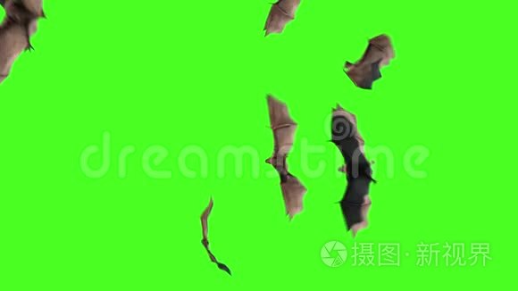 蝙蝠动物万圣节绿屏视频