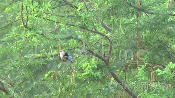 肯尼亚野生动物园翠鸟视频