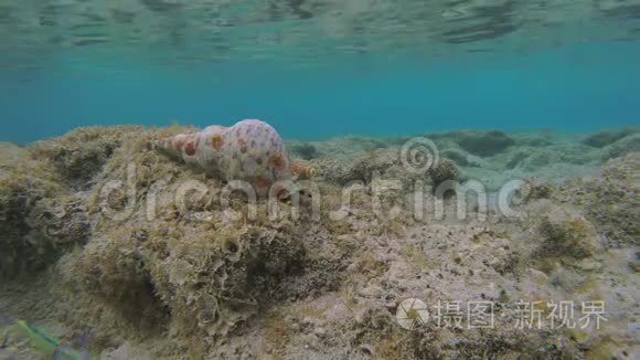 鱼在水下活动的时间流逝视频