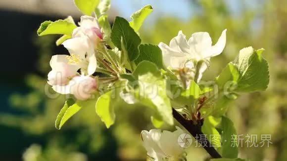 开花苹果树。 在风中射出的白色花朵