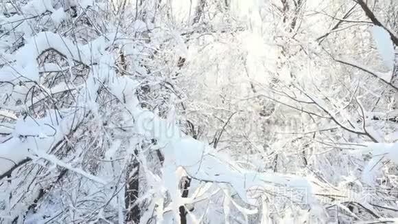 冬天的树林背景，树枝在阳光下覆盖着雪
