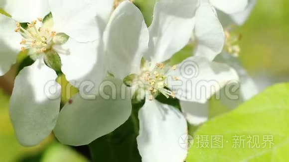 开花苹果树。 在风中射出的白色花朵