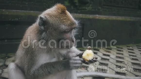 恒河猴的特写镜头拿着食物吃视频
