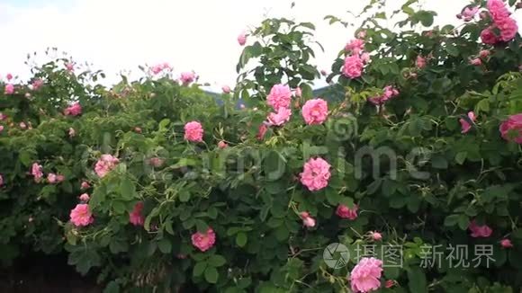 走在美丽的玫瑰花园里视频