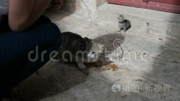 女人正在街上喂一只饥饿的猫和一只小猫。