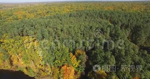 鸟瞰美丽的秋天森林视频