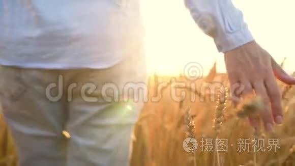 一个视频中有2个。 一只雌手在夕阳下抚摸着田野上的小麦