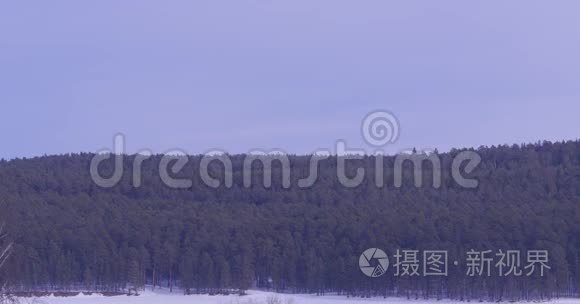 冰霜中的森林。 冬季景观。 白雪覆盖的树木。 桦树林覆盖着雪和雾。 冬季景色