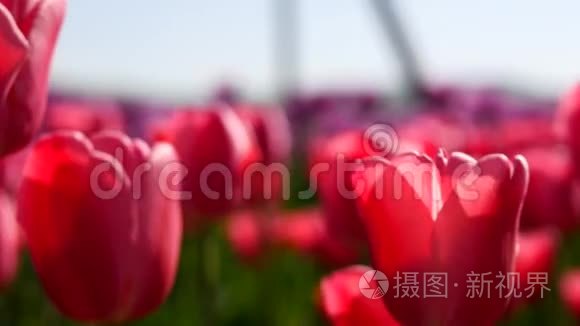 美丽的红色郁金香在蓝天上绽放视频