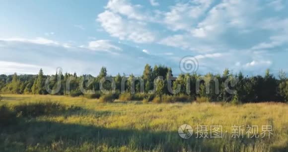 空中无人机观看日落和田野。 树间的光。 有松树和冷杉的俄罗斯风景，晴天在