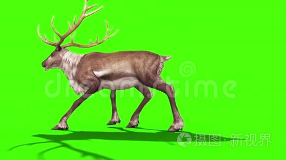 动物驯鹿侧绿色屏幕三维渲染动画