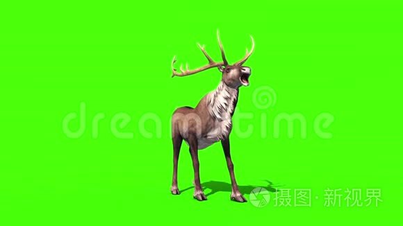 动物驯鹿尖叫前绿色屏幕3D渲染动画