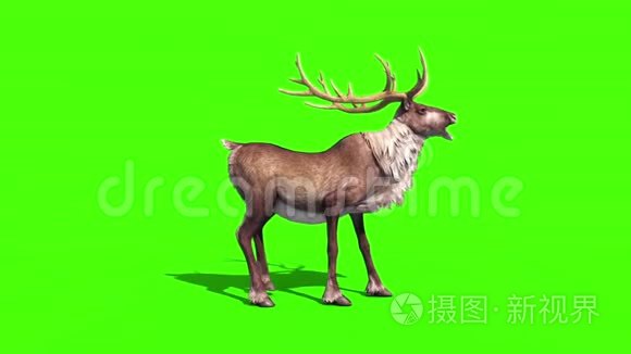 动物驯鹿尖叫绿色屏幕三维渲染动画