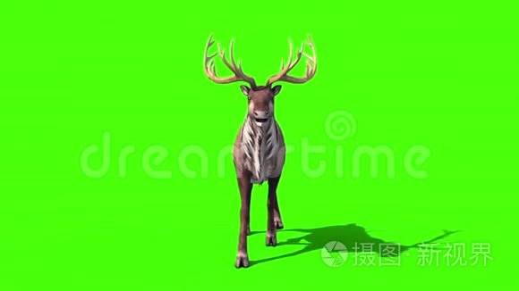 动物驯鹿自行车前绿幕3D渲染动画