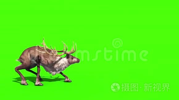 动物驯鹿攻击侧绿幕3D渲染动画