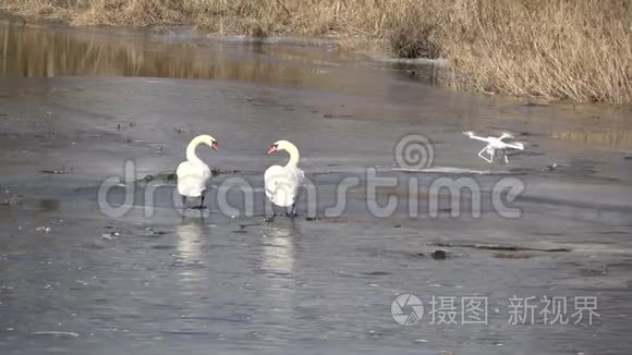 在春江冰天雪地拍摄一对白天鹅视频