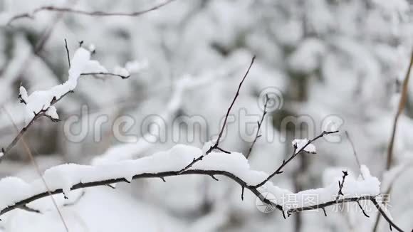 森林里的雪