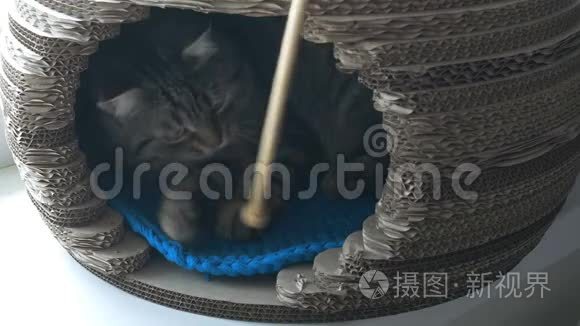 灰猫躺在宠物屋里抓着木棍