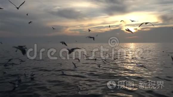 海鸟在海上缓慢飞行视频