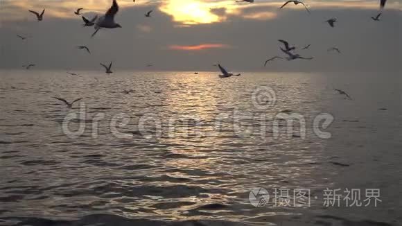 海鸟在海上缓慢飞行视频