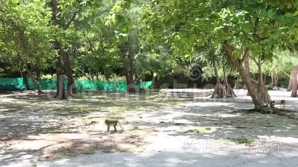 猴子在公园的树木间漫步