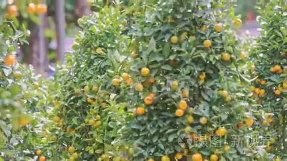 青橘树枝与熟果视频
